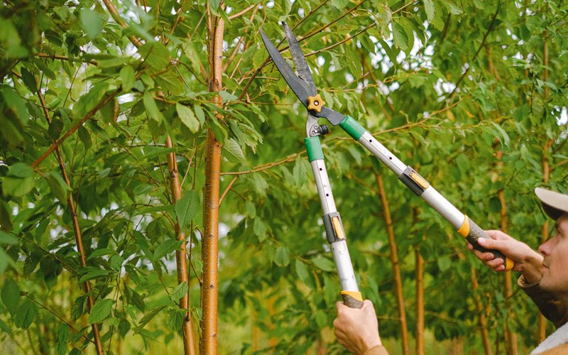 Tree trimming in Keewatin, MN